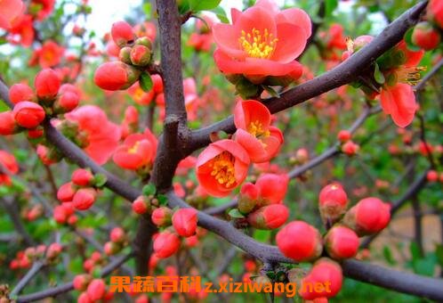 腊梅花的功效与作用 腊梅花的食用方法