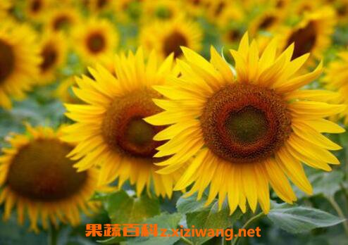 向日葵怎么种植 向日葵的种植方法