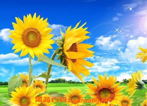 向日葵怎么种植 向日葵的种植方法