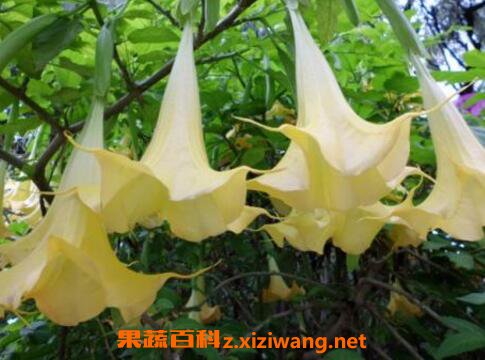 曼陀罗花的功效与作用及禁忌