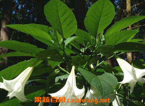 曼陀罗花的功效与作用及禁忌