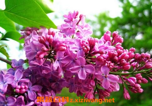 子丁花图片 子丁花的养殖方法