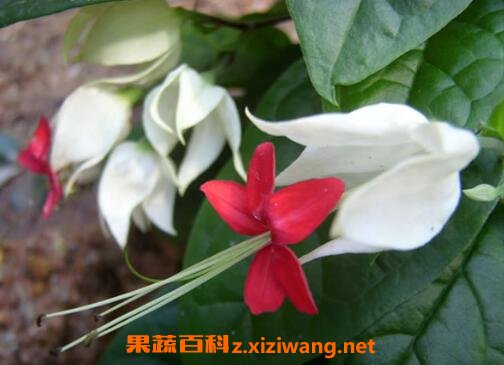 龙吐珠花怎么养殖 龙吐珠花怎么剪枝繁殖