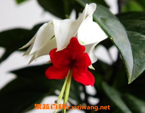 龙吐珠花怎么养殖 龙吐珠花怎么剪枝繁殖