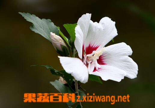 扶桑的养殖方法与注意事项