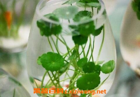 铜钱草水培怎么养 铜钱草水培过程