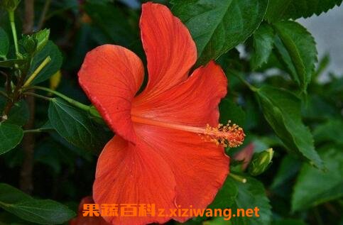 朱槿花如何防治病虫害