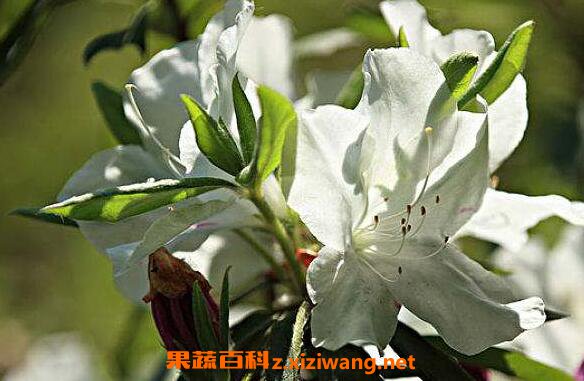 白花杜鹃的功效与作用 白花杜鹃的药用价值