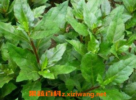 长寿草如何养殖 长寿草的养殖方法
