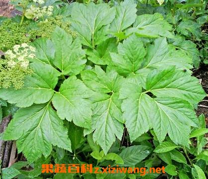 长寿草如何养殖 长寿草的养殖方法