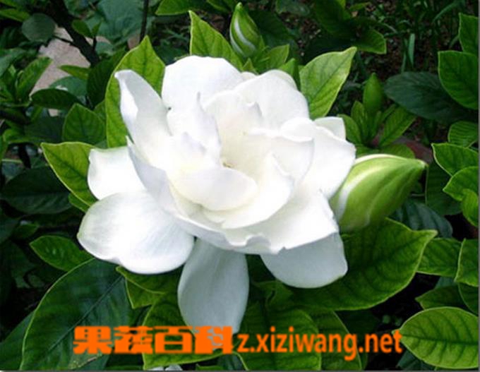栀子花叶子发黄是什么原因/怎么办