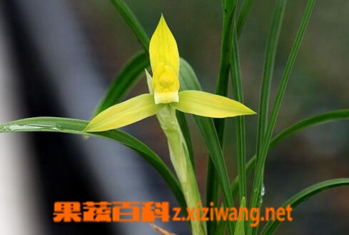 春兰的药用功效与用法