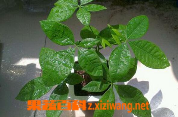 常见的喜阴植物有哪些