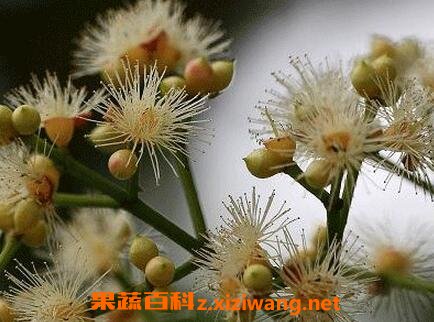 水翁花的功效 水翁花的药用价值
