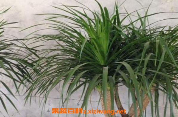 龙血花有什么好处 龙血花的功效与作用