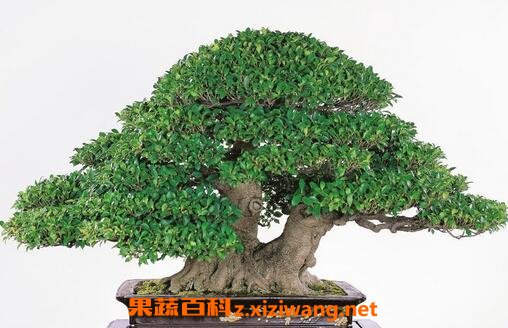 养殖榕树的注意事项 养殖榕树要注意什么