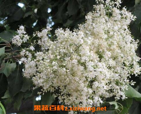 六月雪如何养殖 分享六月雪的养殖方法