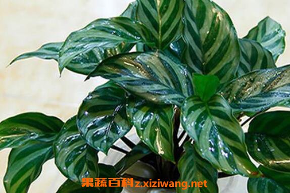 孔雀竹芋怎么养 孔雀竹芋的养殖方法和注意事项