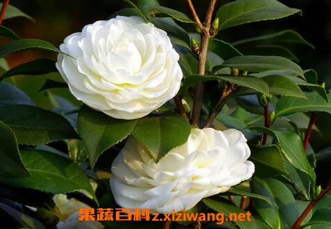 野生山茶花的养殖方法和注意事项