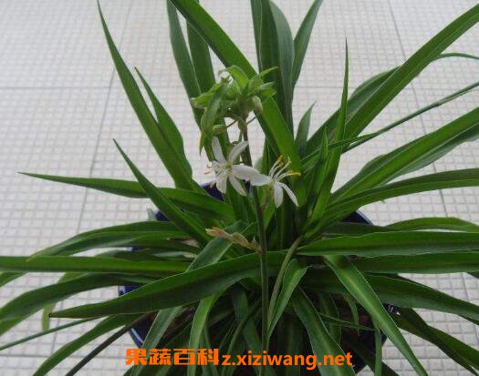 什么植物吸收甲醛最好 室内吸甲醛最好的植物