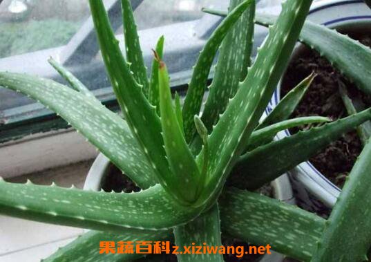 什么植物吸收甲醛最好 室内吸甲醛最好的植物