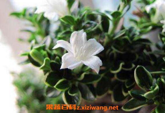 六月雪怎么养 六月雪的养殖方法和注意事项