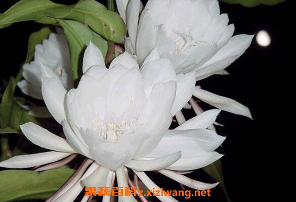 昙花怎么养殖 昙花的养殖方法和注意事项