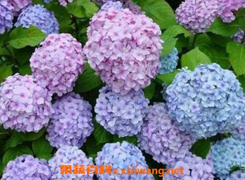 绣球花的养殖方法和注意事项