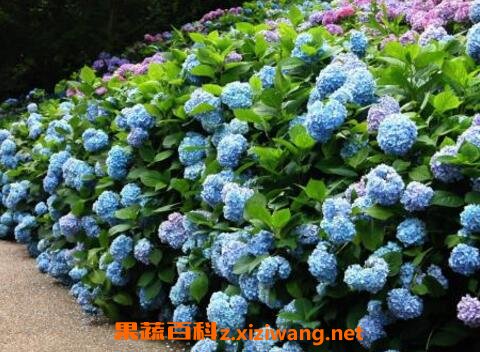 绣球花的养殖方法和注意事项