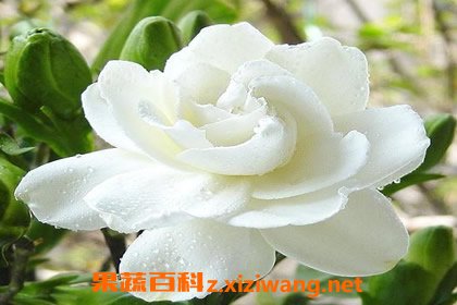 栀子花的养殖方法和病虫害防治