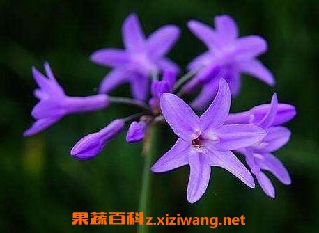 紫娇花怎么繁殖 紫娇花的养殖方法