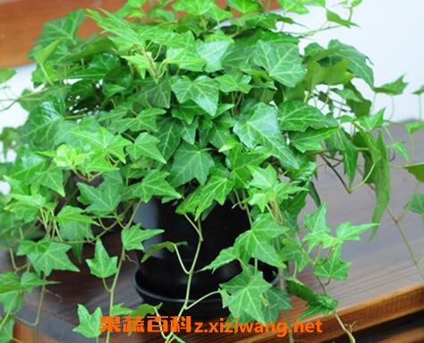 常青藤怎么养 常青藤的养殖方法和注意事项