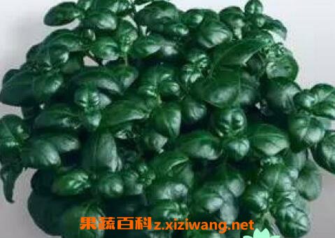 黑珍珠花怎么养 黑珍珠花的养殖方法