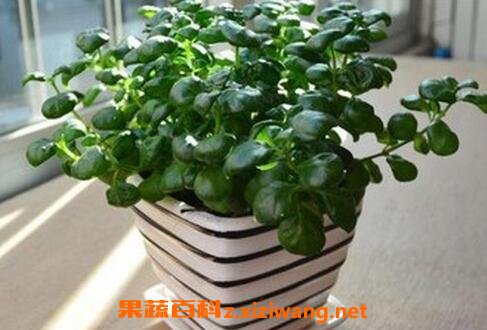 黑珍珠花怎么养 黑珍珠花的养殖方法