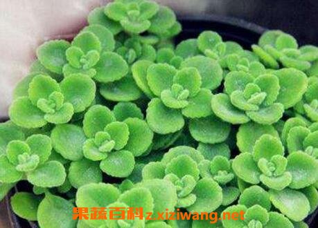 一抹香的养殖方法和注意事项