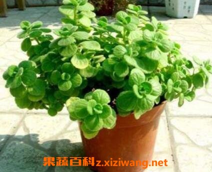 一抹香的养殖方法和注意事项