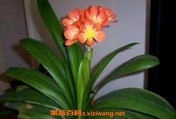 君子兰种子怎么种 君子兰种子种植方法技巧