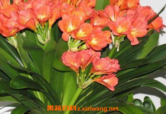 君子兰种子怎么种 君子兰种子种植方法技巧