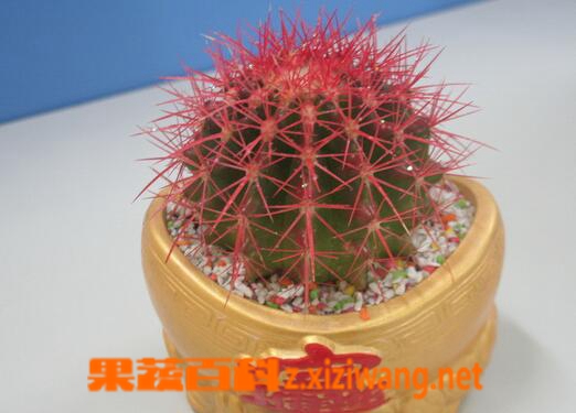 仙人球如何养殖 盆栽仙人球的养殖方法