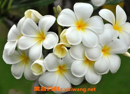 鸡蛋花的养殖方法与注意事项