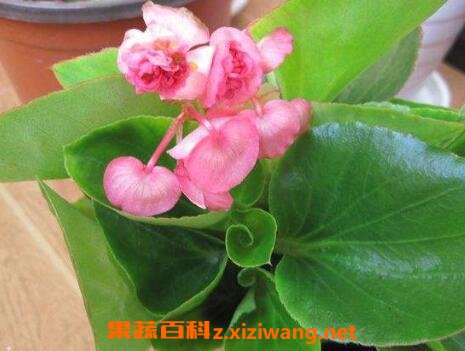 四季海棠花的养殖方法