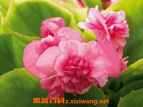 四季海棠花的养殖方法