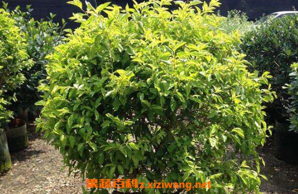 黄金叶怎么养 绿植黄金叶的养护管理