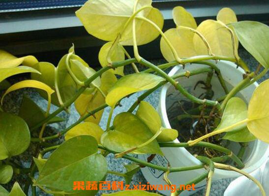 绿萝叶子发黄怎么办 绿萝叶子发黄的原因与处理方法