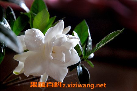栀子花的养殖方法 养殖栀子花要注意哪些