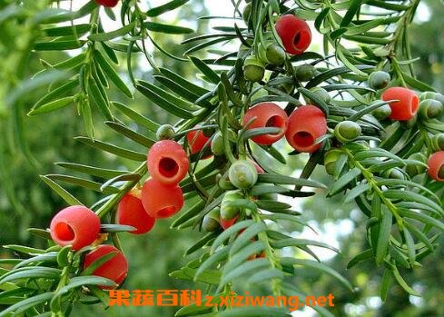 红豆杉怎么养 红豆杉的养殖方法和注意事项