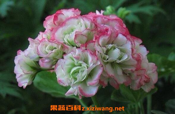 天竺葵的功效与作用与禁忌