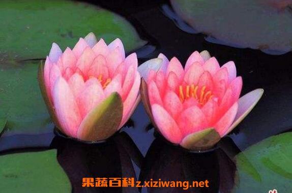 睡莲怎么养 睡莲的养殖方法和注意事项