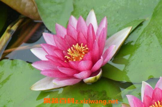 睡莲怎么养 睡莲的养殖方法和注意事项