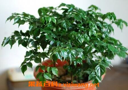 玉女树的养殖方法和注意事项